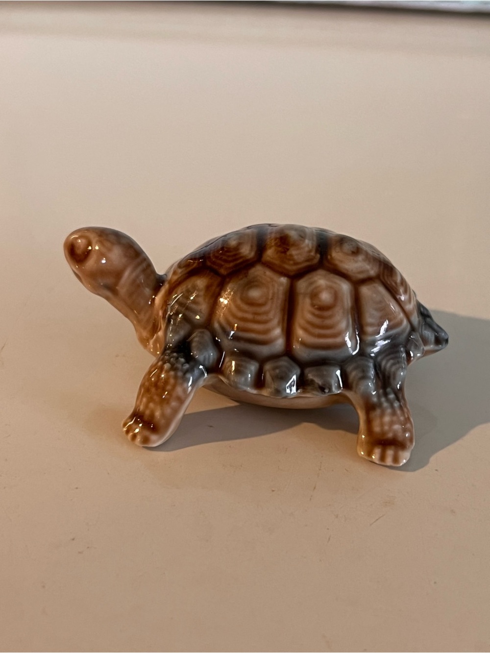 Medium Size Wade Tortoise